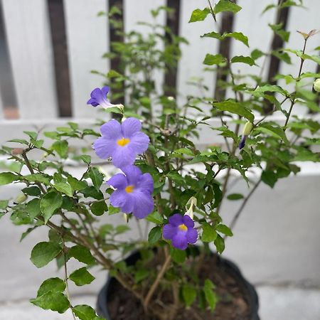 Moukdavan Guesthouse Luang Prabang Eksteriør billede