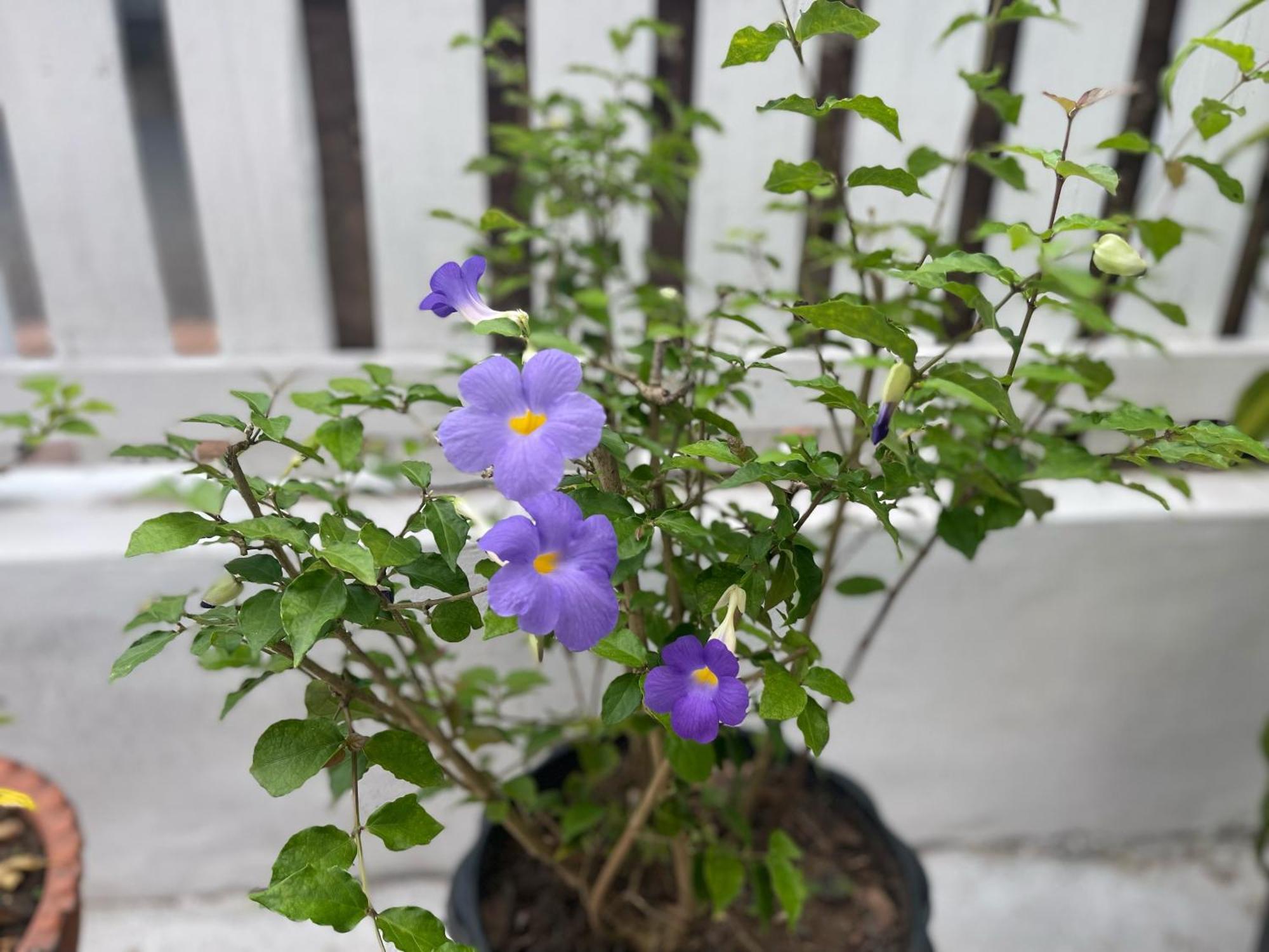 Moukdavan Guesthouse Luang Prabang Eksteriør billede